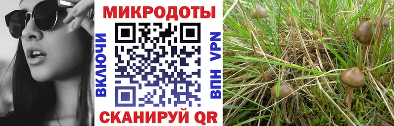 Галлюциногенные грибы Psilocybe  Лодейное Поле 